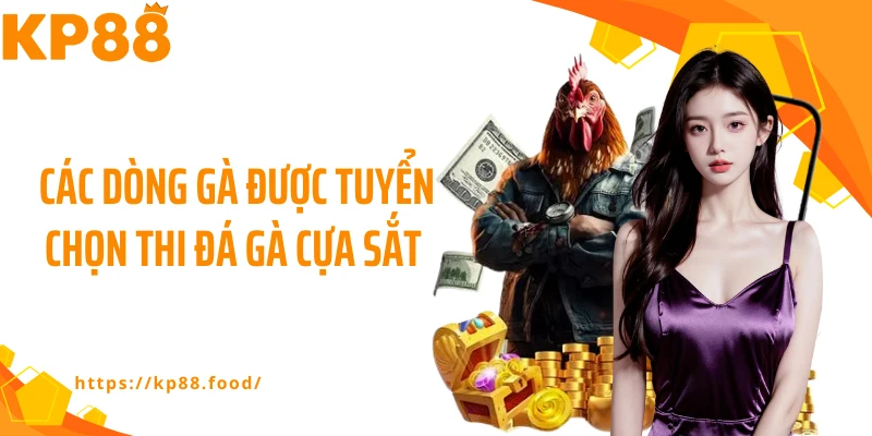 Các dòng gà được tuyển chọn thi đá gà cựa sắt 